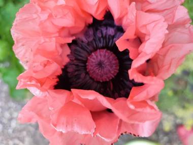 Webers Ferienwohnungen