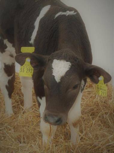 Ferienbauernhof Rosenberger