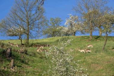 Ferienwohnung Müller