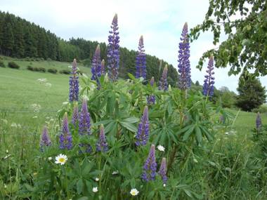 Cozy Apartment in Hallenberg with Terrace