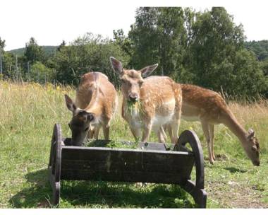 Panorama Ferien Hotel Harz