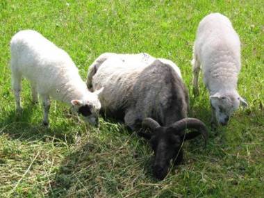 Eichenhof Hotel Garni