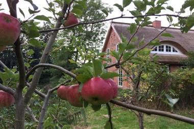 F-1081 Ferienwohnung Pfarrhof in Garz