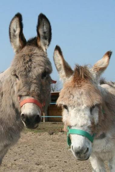 Erlebnis-Bauernhof Kliewe