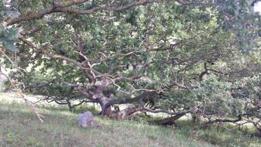 Ferienhaus "Sommerbrise"