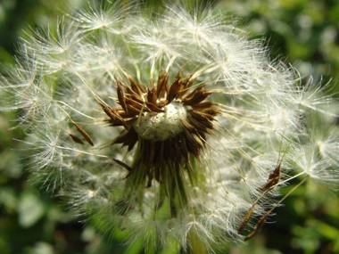 Appartementhaus Löwenzahn