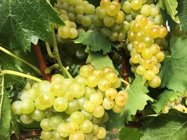 Ferien- und Winzerhof Simon