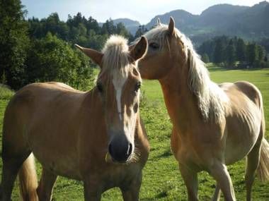 Ferienwohnungen Bergerhof Zuhaus