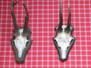 Landhaus in der Irlau