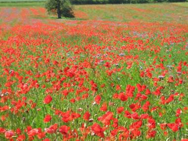 Ferienhaus Villa Korn