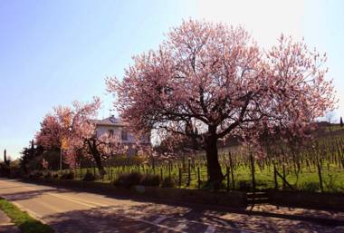 Kurpark-Residenz Deidesheim