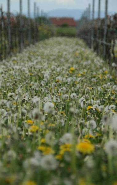 Kurpark-Residenz Deidesheim