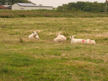 Bungalow Neuwarft Wohnung 1