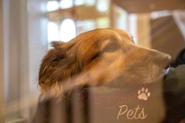 HOTEL DÜNENLÄUFER Carolinensiel