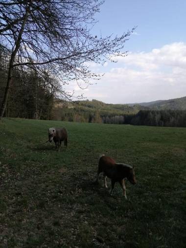 Ferienhof Schmalzgrub