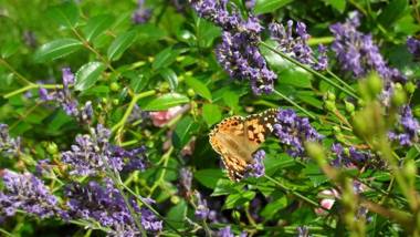 Ferienwohnungen Zum Hülsenbusch