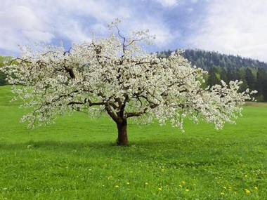 Gästehaus Pfnürlehen