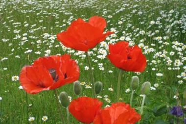 Ferienwohnung Gäste Oase
