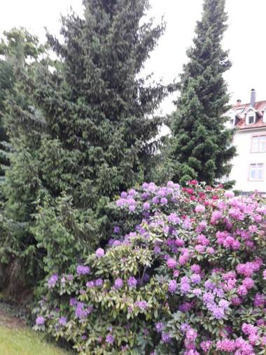 At the Turgenev Villa Apartment