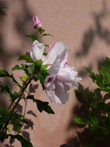 Villa zur Erholung Bed & Breakfast