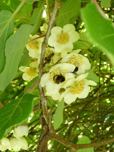 Villa zur Erholung Bed & Breakfast