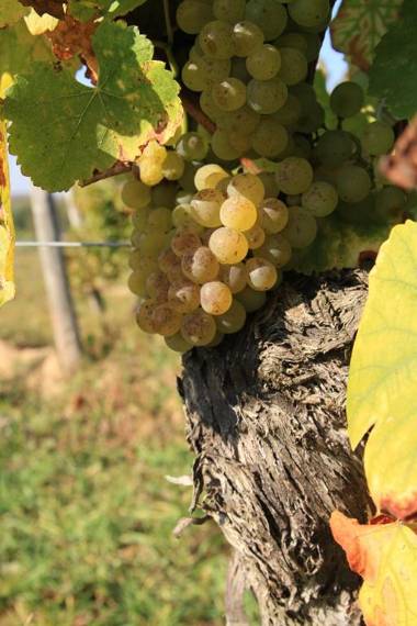 Bio-Weingut Gästehaus und Kräuterhof