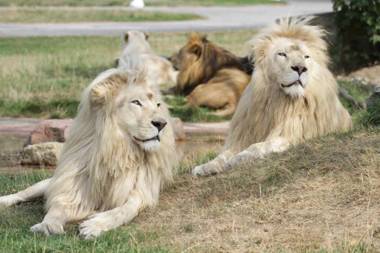 Safariland Stukenbrock Erlebnisresort