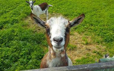 Apartmenthaus Trötschler