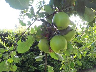 Ferienwohnung Kiebitz