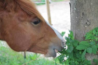 Ostsee Landhaus am Schlosspark OFC