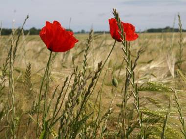 Cheerful Apartment in Brusow with Terrace Garden and Barbecue
