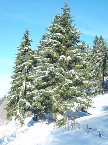 Birgits Landhaus Willingen