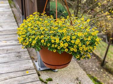 Detached holiday home with a sunny garden in the heart of the Thuringian Forest