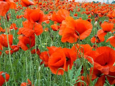 Ferienhaus Warthe USE 1771