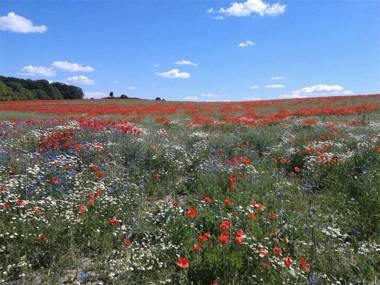 Ferienhaus Warthe USE 1772