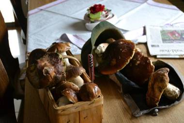 Erlebnispension Zum Wanderer Sepp