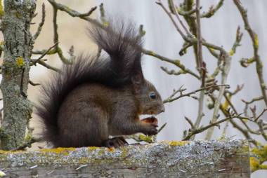 Cafe und Pension Ringer