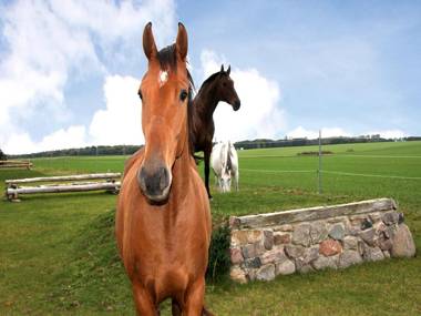 Reitpension A. Behrens