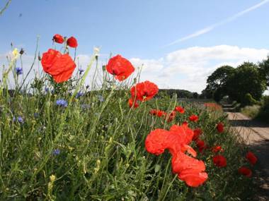 Beautiful Holiday Home in Barnekow with Fireplace