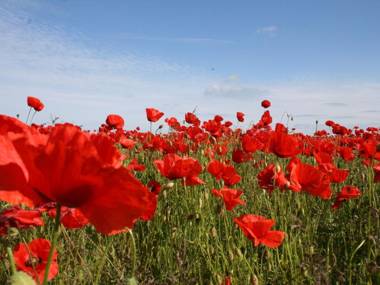Cozy Bungalow in Stove Germany near Baltic Sea