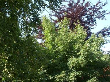 Ferienwohnung OG Wobke 35169