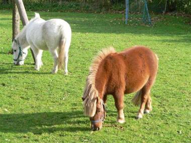 Bauernhof am Wattenmeer Ferienwohnung Deichblick