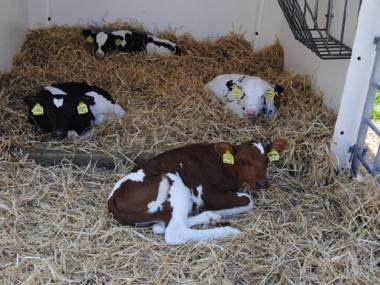 Bauernhof am Wattenmeer Ferienwohnung Deichblick