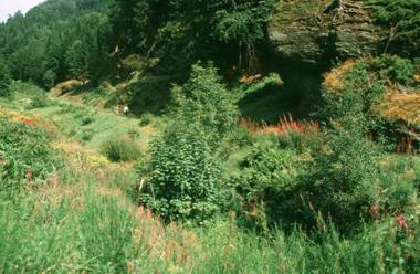 Gasthof & Pension "Schwarzer Adler"