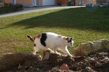 Pferdefreunde Loberhof