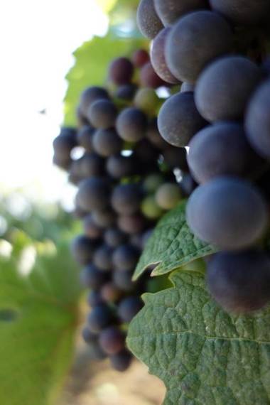 Antjes Ferienwohnung Flonheim