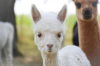 Freistehendes Landhaus Paco mit 2100qm eingezäuntes Grundstück Kamin Sauna und besuchen Sie die Alpakazucht in der Nachbarschaft