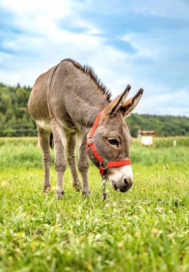 Bartlhof-Ferienwohnungen-Zimmer
