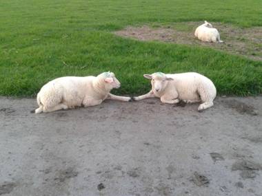 Luxuswohnung 90 qm Balkon beste Lage in Kollmar