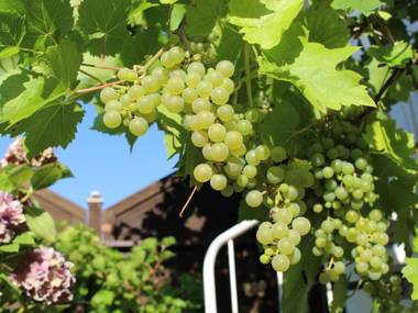 Ferienwohnung Bienenherz